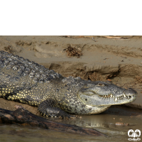 خانواده کروکودیل ها Crocodylidae